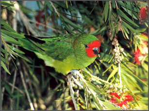 Картинка животные попугаи