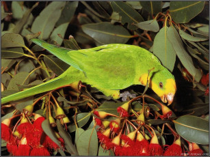 Картинка животные попугаи