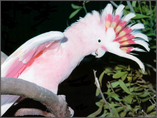 Картинка животные попугаи