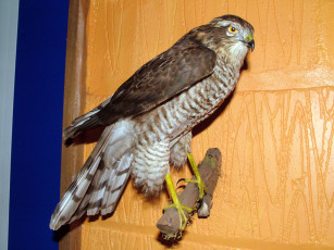 Картинка животные птицы хищники