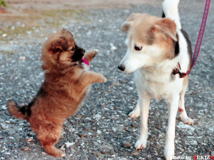 Картинка животные собаки