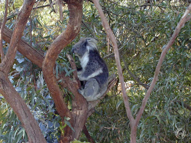 Обои картинки фото животные, коалы