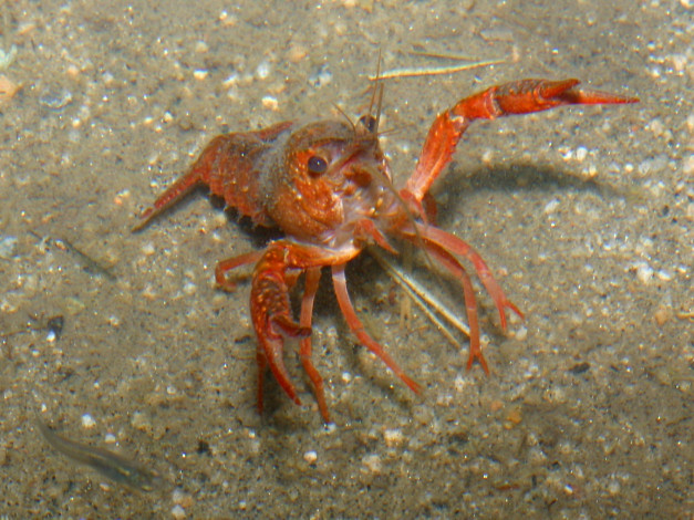 Обои картинки фото животные, крабы, раки