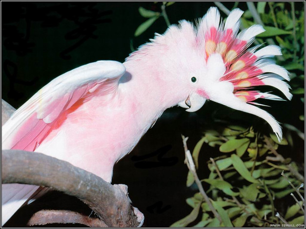 Обои картинки фото животные, попугаи