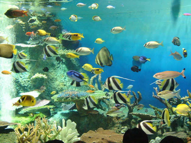 Обои картинки фото животные, рыбы