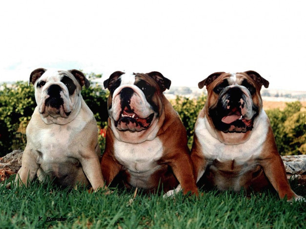 Обои картинки фото животные, собаки