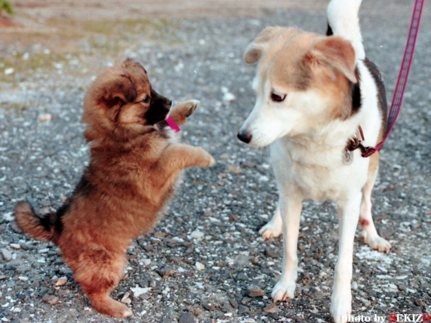 Обои картинки фото животные, собаки