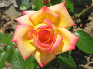 Картинка цветы розы