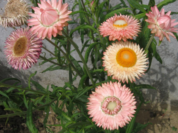 Обои картинки фото цветы, бессмертник