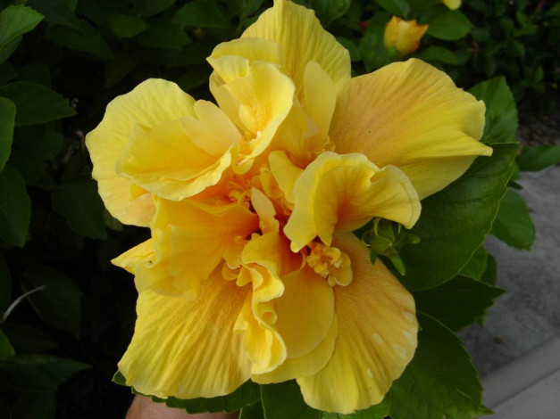 Обои картинки фото цветы, гибискусы