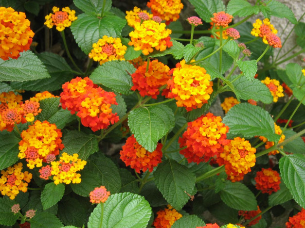 Обои картинки фото цветы, лантана, вербена