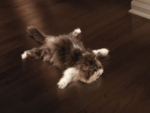 Картинка юмор приколы