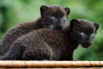 Картинка животные пантеры детёныши