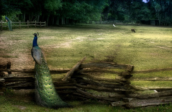 Картинка животные павлины хвост загон