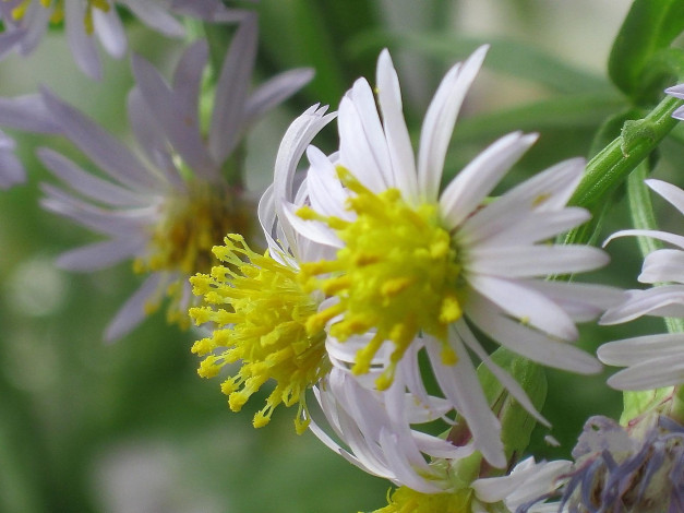 Обои картинки фото цветы, макро, лепестки