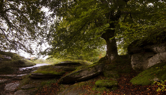 Обои картинки фото природа, деревья, камни, листья, осень