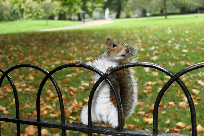 Обои картинки фото животные, белки, осень, парк, забор