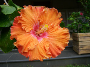 Картинка цветы гибискусы