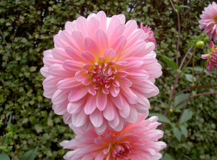 Картинка цветы георгины