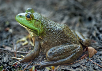 Картинка животные лягушки квакушка