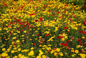 Картинка цветы луговые полевые незабудки маки ромашки