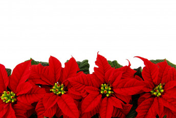 Картинка цветы пуансеттия красный