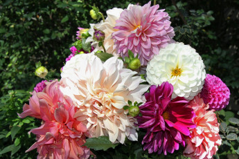 Картинка цветы георгины