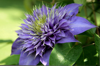 Картинка цветы клематис ломонос фиолетовый