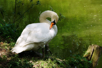 Картинка животные лебеди шипун белый