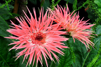 Картинка цветы герберы розовый лохматый