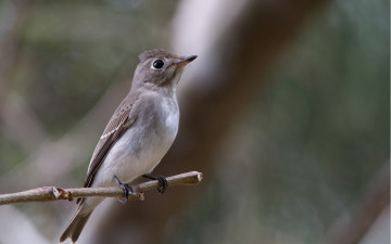 Картинка животные птицы фон ветка макро