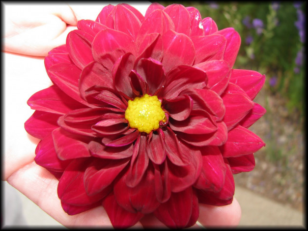 Обои картинки фото цветы, георгины