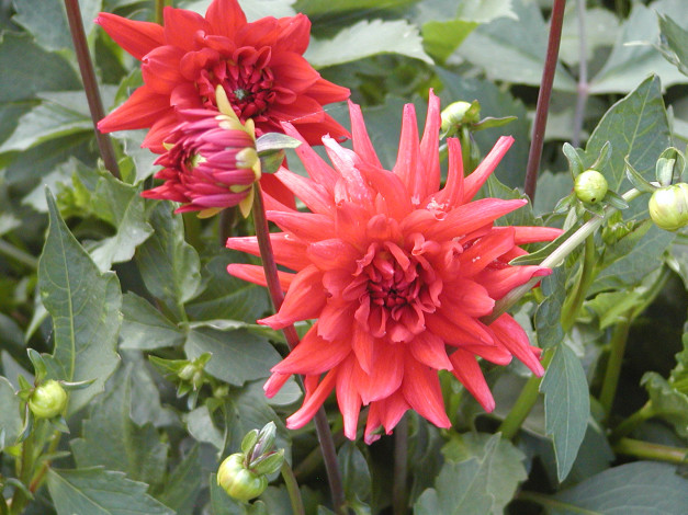 Обои картинки фото цветы, георгины