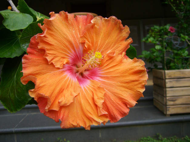 Обои картинки фото цветы, гибискусы