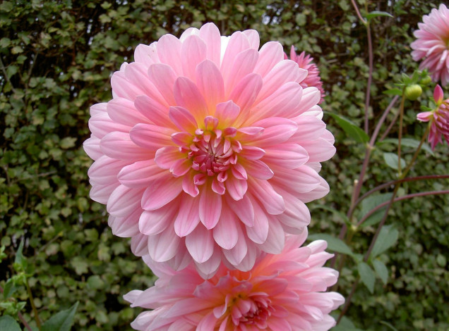 Обои картинки фото цветы, георгины