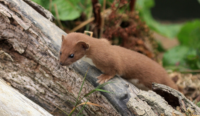 Обои картинки фото животные, хорьки, ласки, соболи, горностаи, куницы, ласка