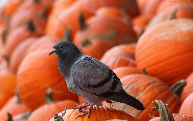 Обои картинки фото животные, голуби, голубь