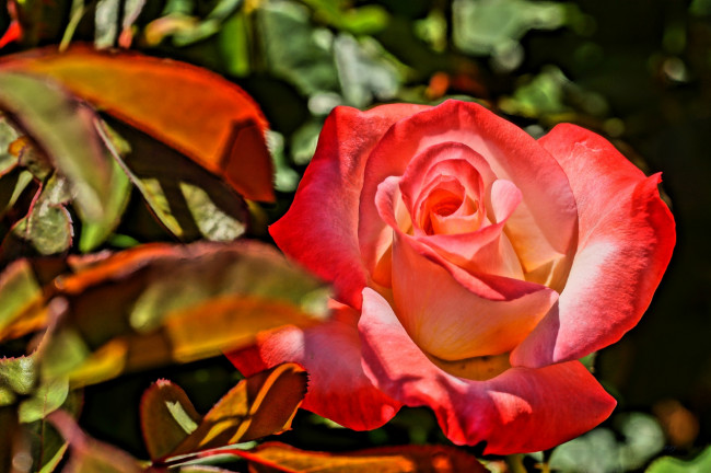 Обои картинки фото цветы, розы, лепестки