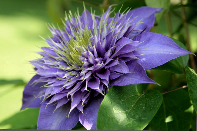 Обои картинки фото цветы, клематис, ломонос, фиолетовый