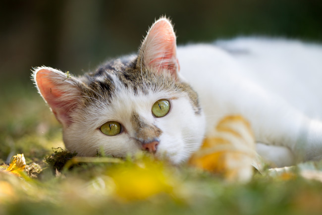 Обои картинки фото животные, коты, осень, отдых, взгляд