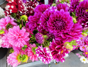 Картинка цветы георгины