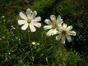 Картинка цветы космея