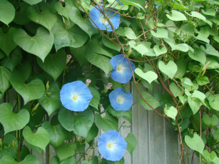 Картинка цветы вьюнки ипомеи ипомея