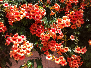 Картинка цветы кампсис текома лиана