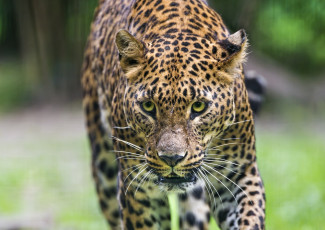 Картинка животные леопарды кошка