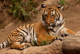 Картинка животные тигры тигр