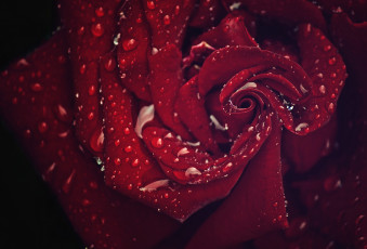 Картинка цветы розы макро