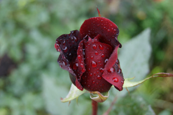 Картинка цветы розы светло-зеленый фон капельки воды роза