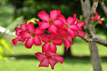 Картинка цветы адениум пустынная роза