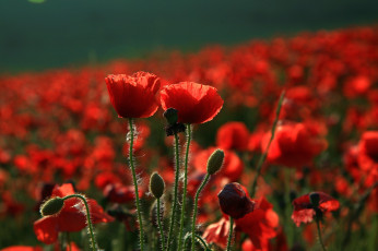 Картинка цветы маки поле